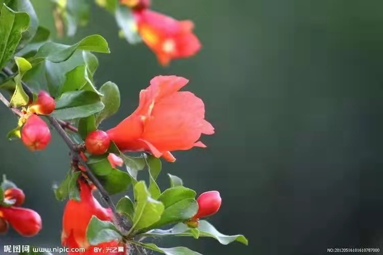 《石榴花开了》 ——安顺鼎优补习学校“百日冲刺”高考进行时特写”作者:橙石(图12)