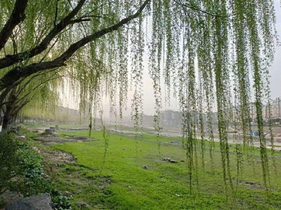 七律 晚柳（新韵）文／江冲（图10）