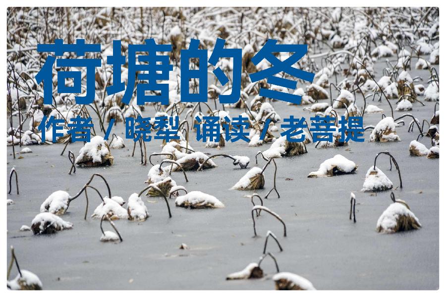 荷塘的冬/作者 晓犁/朗诵 老菩提(图2)