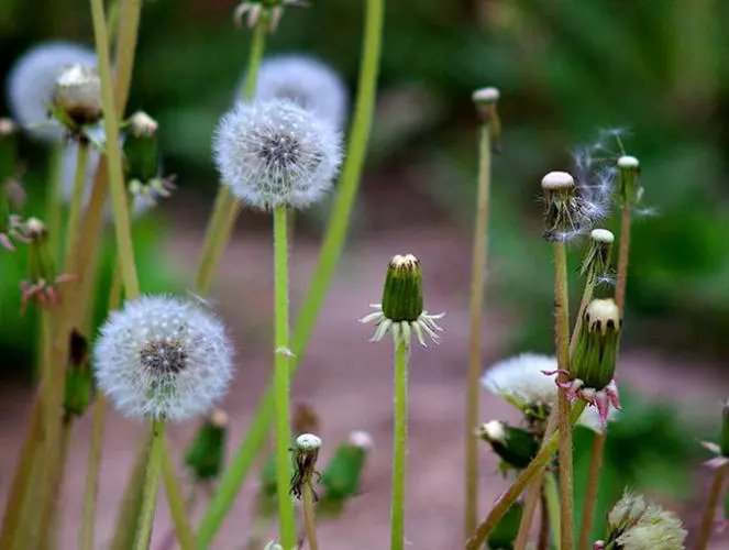 莫先生诗歌《蒲公英的花谢了》主播：牧歌 编辑：小鱼儿 【北疆头条】（第218期）（图4）