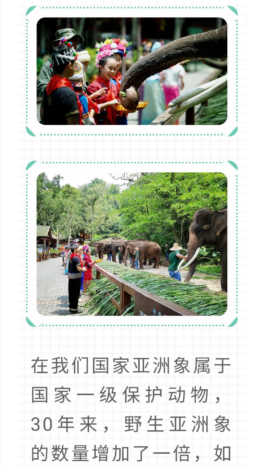 【允美教育】我校少先队员代表参加西双版纳州“六·一”网上主题队课视频《“象”往的地方》（图9）