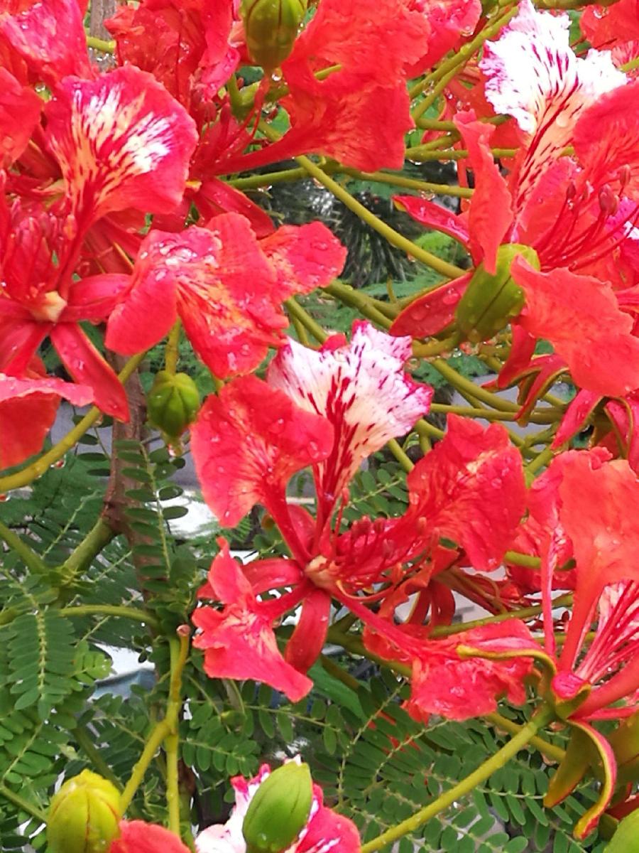 七律 双花楹（新韵）文／江冲（图5）