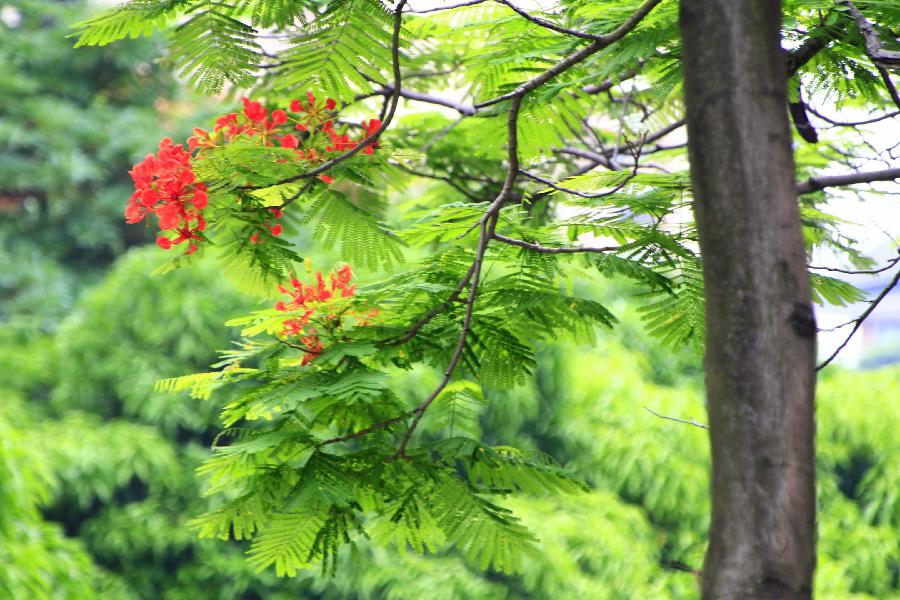 七律 双花楹（新韵）文／江冲（图7）