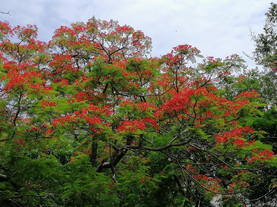 七律 双花楹（新韵）文／江冲（图9）