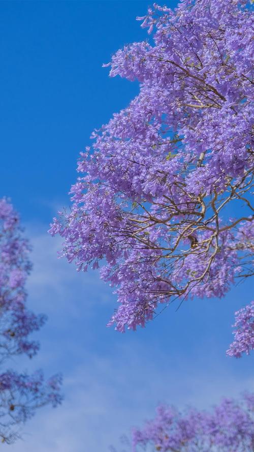 七律 双花楹（新韵）文／江冲（图12）
