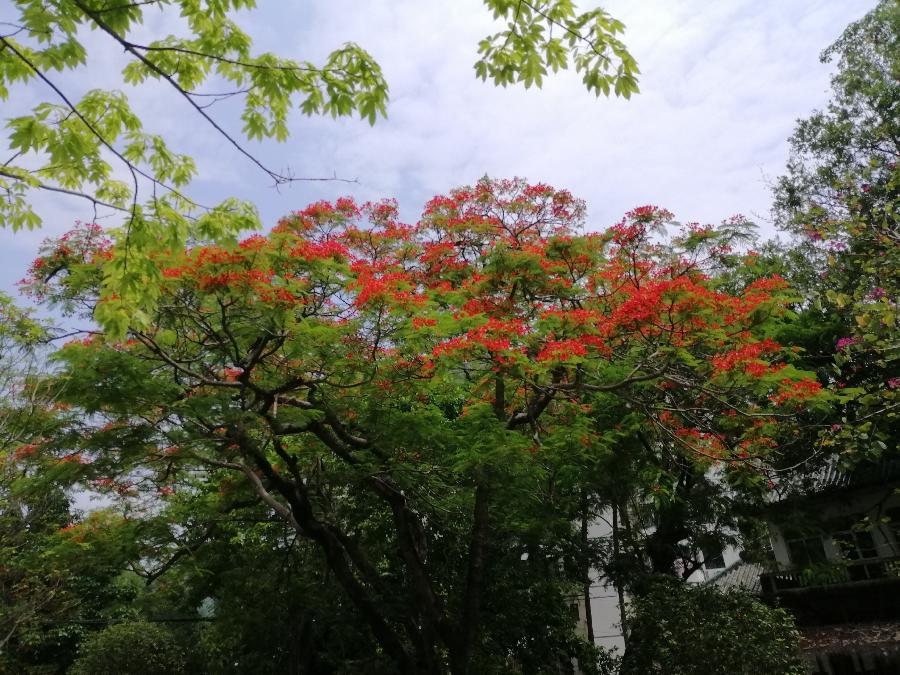 七律 双花楹（新韵）文／江冲（图11）