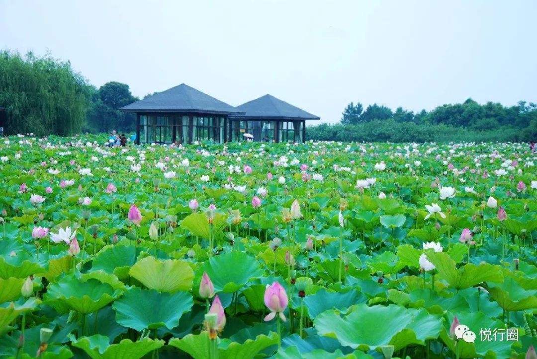 114703441.jpg 鑽峰缇?.jpg