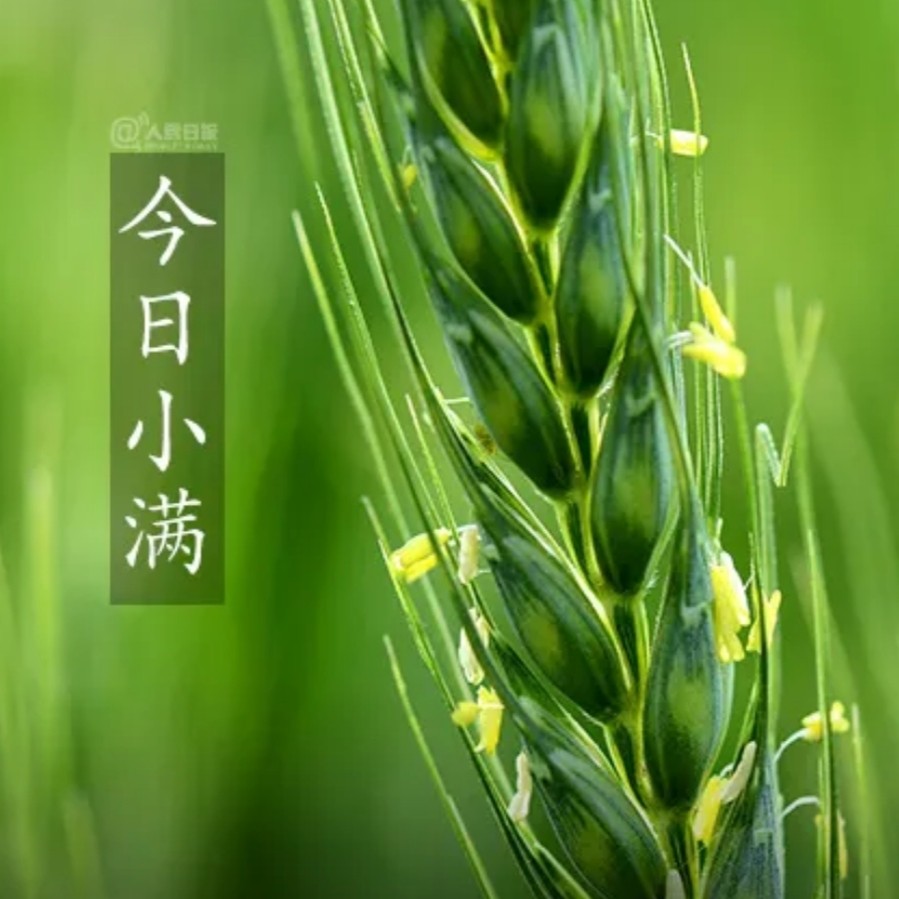 【九江文学社：北京头条】《小满》专刊（图3）