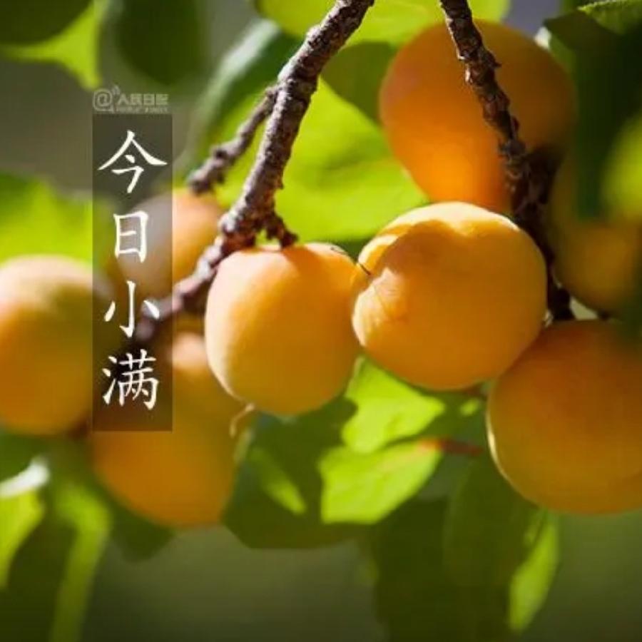【九江文学社：北京头条】《小满》专刊（图10）