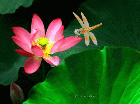 【潇湘文学社】潇湘陶菊诗社《夏日风情》（总346期）（图9）