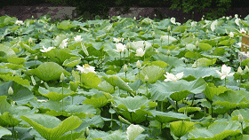 【潇湘文学社】潇湘陶菊诗社《夏日风情》（总346期）（图11）