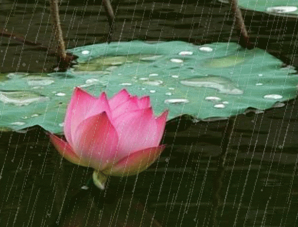【潇湘文学社】潇湘陶菊诗社《夏日风情》（总346期）（图13）