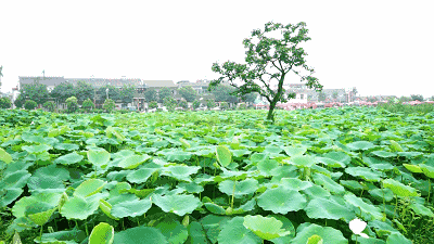 【潇湘文学社】潇湘陶菊诗社《夏日风情》（总346期）（图17）
