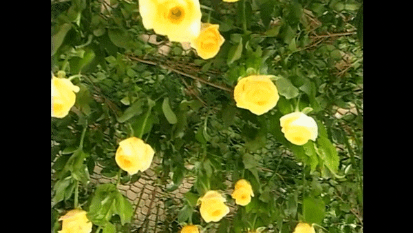 【潇湘文学社】潇湘陶菊诗社《夏日风情》（总346期）（图33）