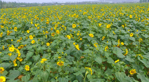【潇湘文学社】潇湘陶菊诗社《夏日风情》（总346期）（图32）