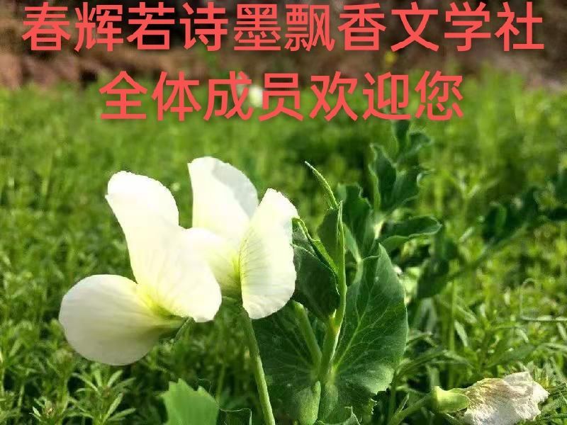 铁马秋风老师佳作推荐 七律.小满 精英主播 木子 春辉若诗墨飘香文学社第1622期