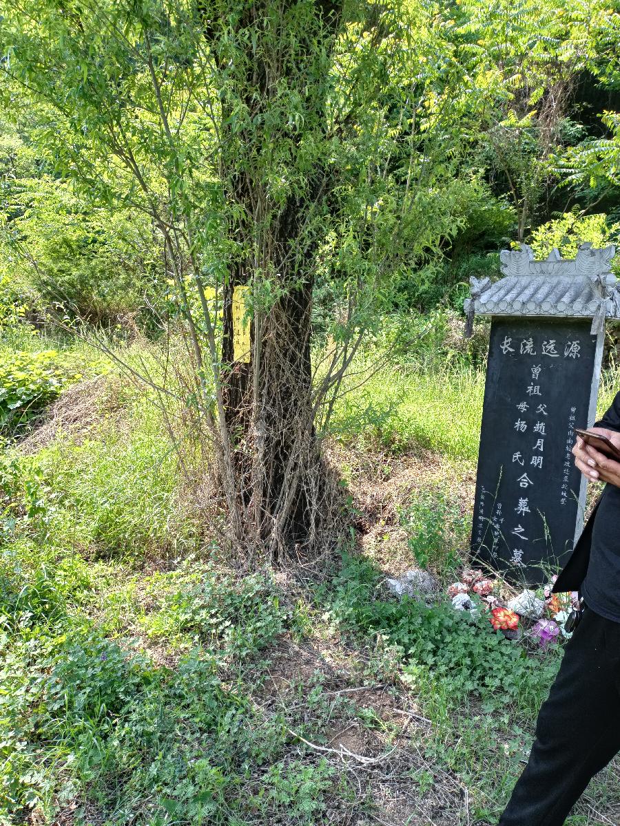 柳 记‖文图/赵京江，书法/太行山人武功（图2）