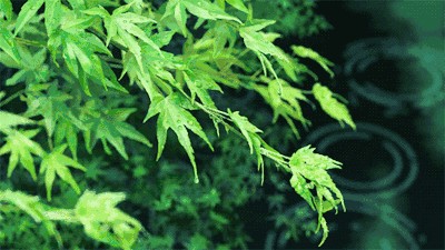 【诗人档案】诗人周峰的诗【第3期】组稿:灿灿 审核:宏红(图3)