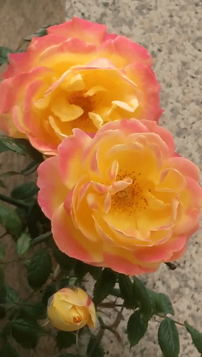 《月季花眷》文/代晓春 诵/晚晴【长安街总社】世界诗人名人展（8573）（图6）