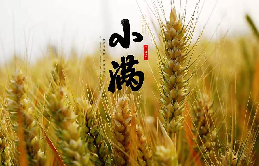 【新诗大观】小满感怀（二首）||文/王敏||诵/文嘉