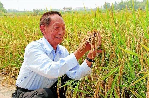 悼念袁隆平（图3）