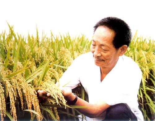 悼念袁隆平（图5）