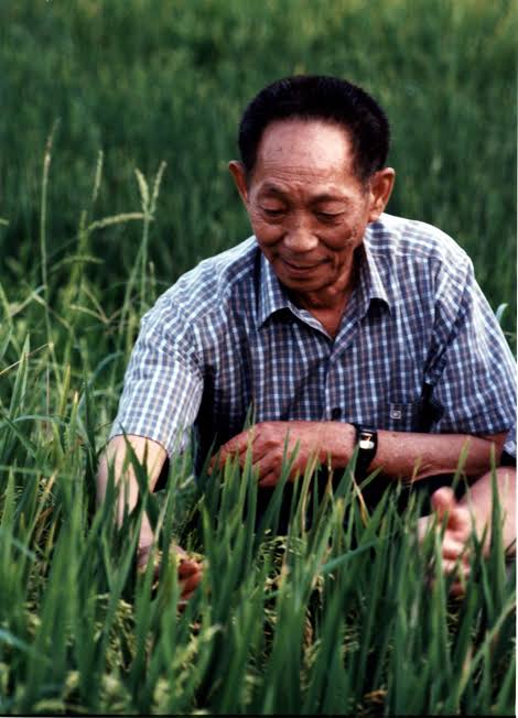 悼念袁隆平（图6）