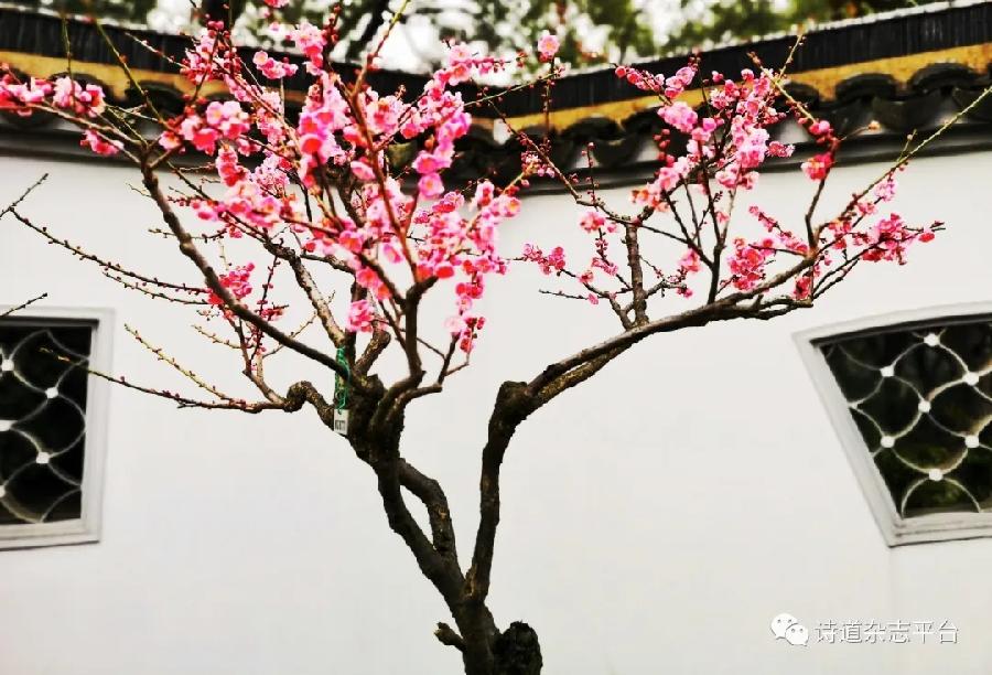 【雅诗总会】经典★艺术家萧宽《草籽宣言》刊登在《诗道中华》第一辑来自春天的问候(图14)