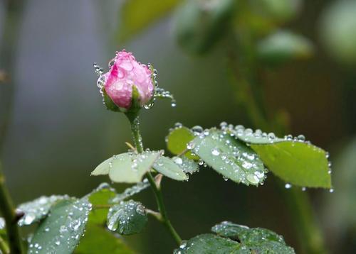 韵芘胡桂芹五二零诗词35首｜金牌主播老革命｜中国桂林都市诗社687期（图10）