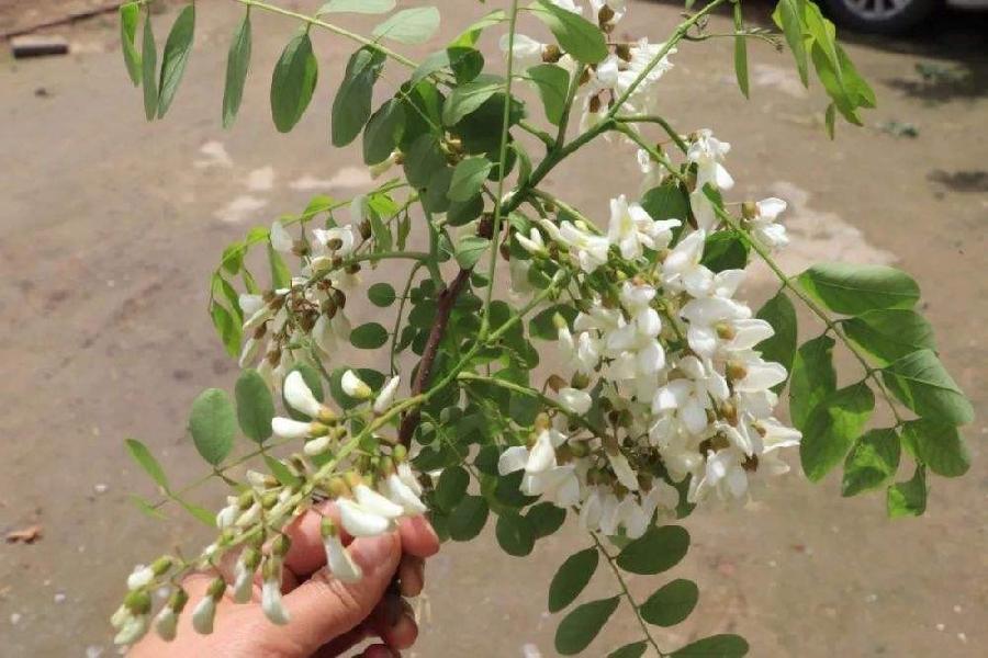（古风一组）*摘槐花*原创：玉兔凌风（秦皇岛）【冰心文化传媒】（图3）