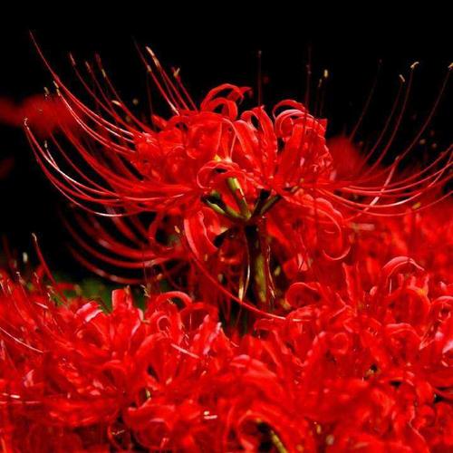 【茶韵文学诗社】刘林丽诗歌作品175期《彼岸花开》 主播李延廷 编辑制作刘林丽（图2）