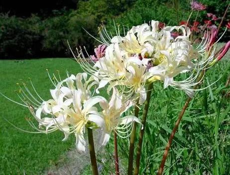 【茶韵文学诗社】刘林丽诗歌作品175期《彼岸花开》 主播李延廷 编辑制作刘林丽（图3）
