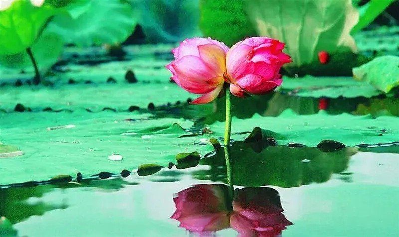 【茶韵文学诗社】刘林丽诗歌作品175期《彼岸花开》 主播李延廷 编辑制作刘林丽（图8）