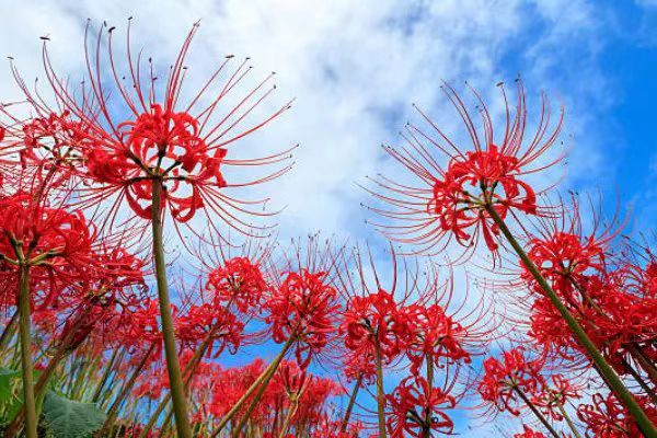 【茶韵文学诗社】刘林丽诗歌作品175期《彼岸花开》 主播李延廷 编辑制作刘林丽（图6）