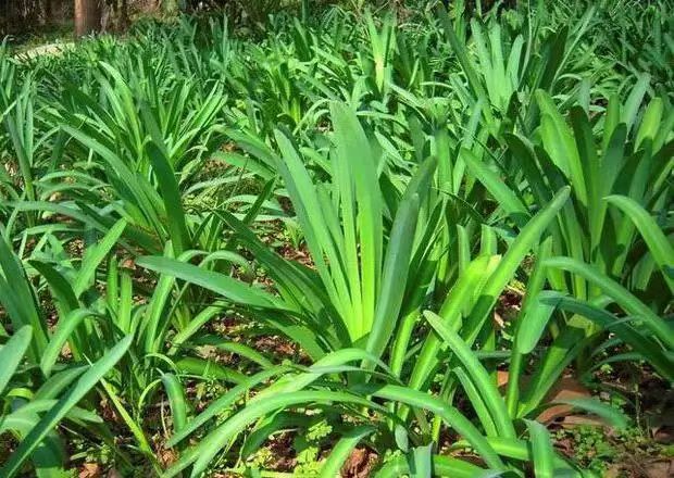 【茶韵文学诗社】刘林丽诗歌作品175期《彼岸花开》 主播李延廷 编辑制作刘林丽（图7）