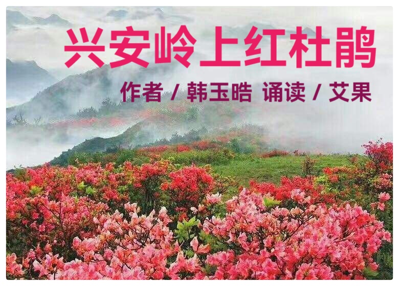 兴安岭上红杜鹃ll作者:韩玉皓ll诵读:艾果(图2)