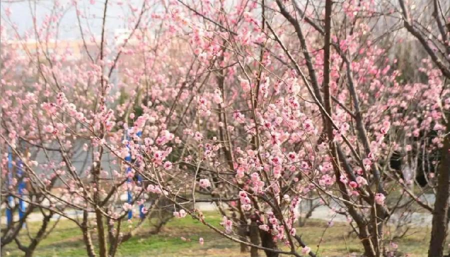 施伟远老师诗歌《北山行》主播：瑞雪丰年 编辑：小鱼儿 【北疆头条】（第221期）（图3）