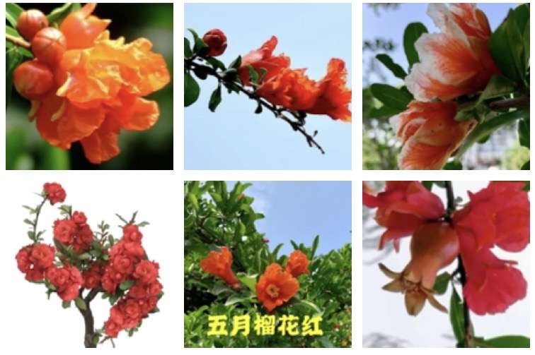 【五绝·榴花红】文/风鸽(张晓峰)【冰心文化传媒】(图3)