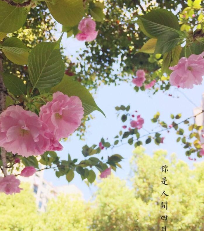 刘林丽诗歌作品176期《饮尽芬芳馥郁的花香》主播 &编辑制作刘林丽（图2）