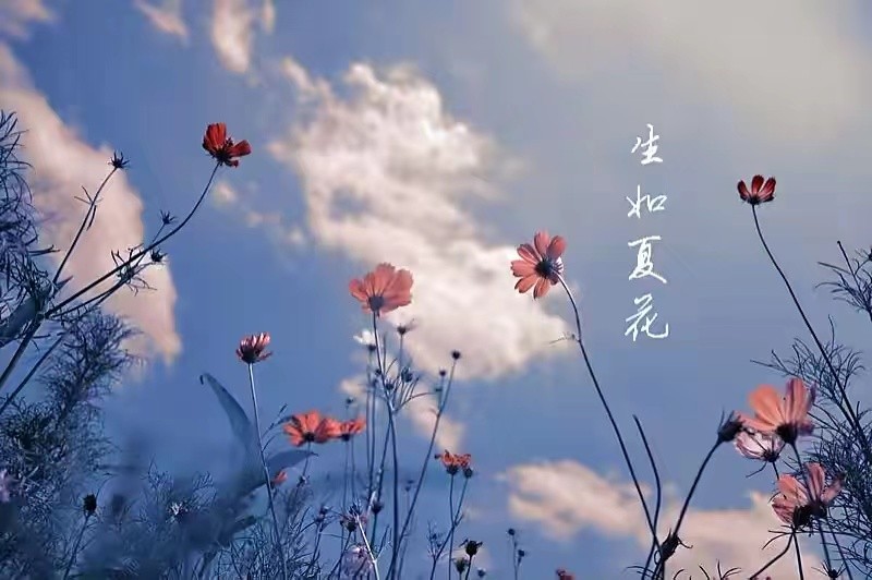 《以心予语》外二首作者｜陈鸣鸣（南京）【冰心文化传媒】（图4）