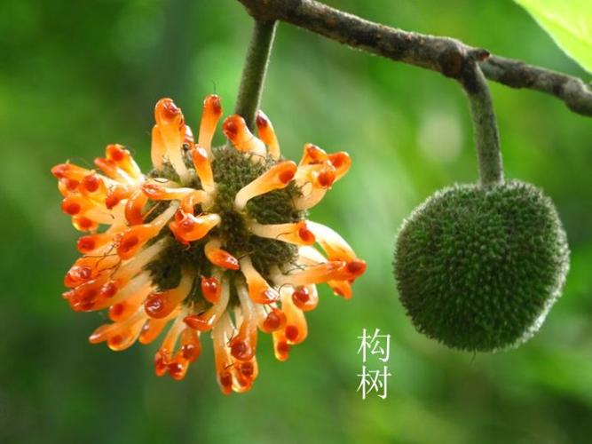 【新山东文学社】微小说《构树学艺》作者/追梦 主播/雨花石（图3）