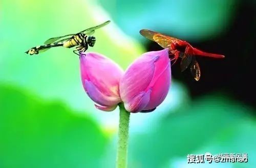 【格律小辑】作者 李文清(北京)【冰心文化传媒】(图3)