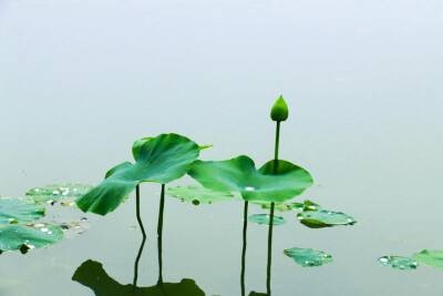 【诗词小辑】作者 王新华(河北)【冰心文化传媒】(图3)