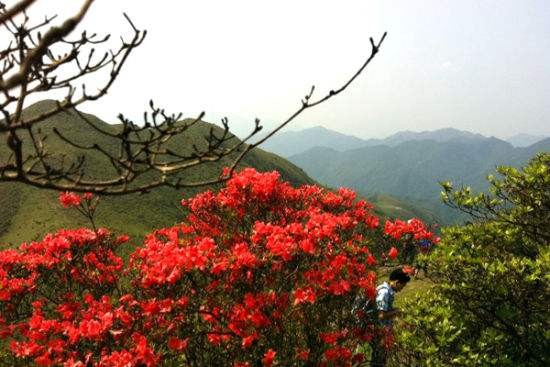 【诗词小辑】作者 王新华(河北)【冰心文化传媒】(图6)