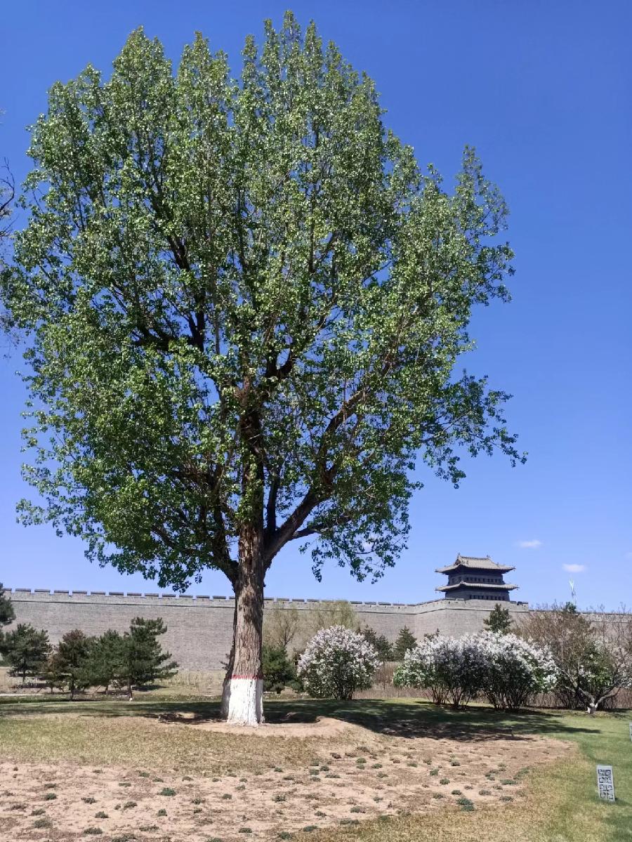 大同美景（图5）