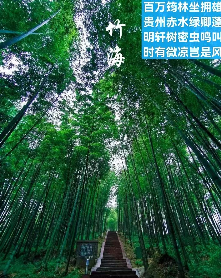 题图-竹林享清凉（外一首）文/小茶一丛（图7）