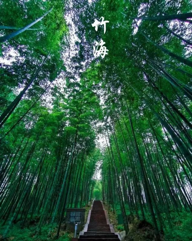题图-竹林享清凉（外一首）文/小茶一丛（图6）