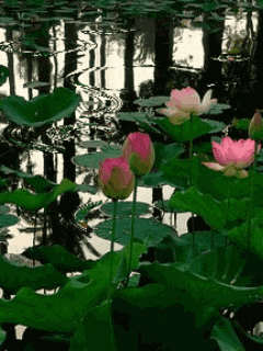 【潇湘文学社】潇湘问梅诗社《初夏》(总350期)(图5)