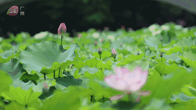 【潇湘文学社】潇湘问梅诗社《初夏》(总350期)(图17)