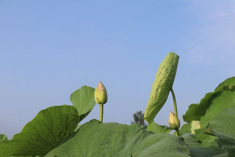 【潇湘文学社】潇湘问梅诗社《初夏》(总350期)(图24)